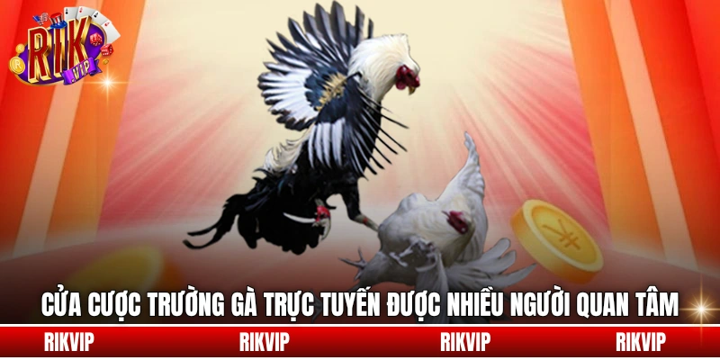 Cửa cược trường gà trực tuyến được nhiều người quan tâm