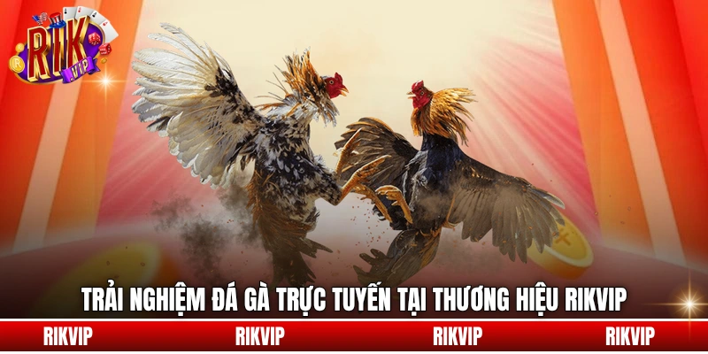 Trải nghiệm đá gà trực tuyến tại thương hiệu rikvip